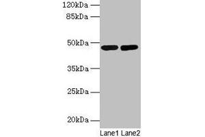 Western blot All lanes: SSB antibody at 2 μg/mL Lane 1: Mouse liver tissue Lane 2: Mouse brain tissue Secondary Goat polyclonal to rabbit IgG at 1/10000 dilution Predicted band size: 47 kDa Observed band size: 47 kDa (SSB 抗体  (AA 1-408))