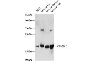 Western blot analysis of extracts of various cell lines, using ORMDL3 antibody (ABIN7269113) at 1:1000 dilution.