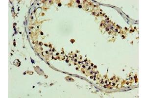 Immunohistochemistry of paraffin-embedded human testis tissue using ABIN7163645 at dilution of 1:100 (PLEKHB2 抗体  (AA 1-222))