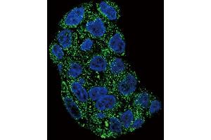 Confocal immunofluorescent analysis of GPX1 Antibody (C-term) (ABIN653263 and ABIN2842782) with HepG2 cell followed by Alexa Fluor 488-conjugated goat anti-rabbit lgG (green). (Glutathione Peroxidase 1 抗体  (C-Term))