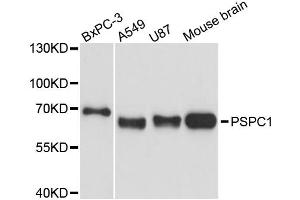 Western blot analysis of extracts of various cell lines, using PSPC1 antibody. (PSPC1 抗体)