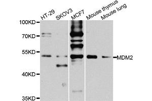 Western blot analysis of extracts of various cell lines, using MDM2 antibody. (MDM2 抗体)