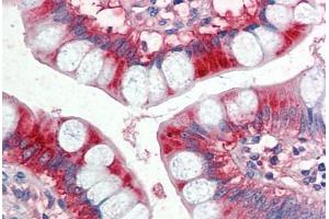 Human Small Intestine (formalin-fixed, paraffin-embedded) stained with APOA4 antibody ABIN337144 at 5 ug/ml followed by biotinylated anti-goat IgG secondary antibody ABIN481715, alkaline phosphatase-streptavidin and chromogen. (APOA4 抗体  (AA 359-371))