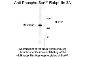 Western blot of Anti-Rabphilin 3A pS234 (Rabbit) Antibody - 612-401-E22 Western Blot of Rabbit anti-Rabphilin 3A pS234 antibody. (RPH3A 抗体  (pSer234))