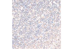 Immunohistochemistry of paraffin-embedded rat spleen using HMGN1 antibody (ABIN6291502) at dilution of 1:100 (40x lens).