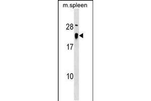 Western blot analysis in mouse spleen tissue lysates (35ug/lane). (ALG13 抗体  (AA 44-70))
