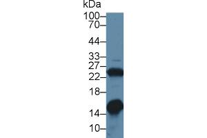 Western blot analysis of Rat Heart lysate, using Rabbit Anti-Rat GAL1 Antibody (1 µg/ml) and HRP-conjugated Goat Anti-Rabbit antibody (abx400043, 0.