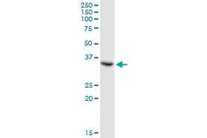TSEN34 MaxPab polyclonal antibody. (TSEN34 抗体  (AA 1-390))