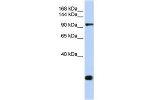 TJP2 antibody used at 1 ug/ml to detect target protein. (TJP2 抗体)