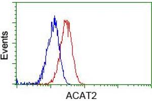 Image no. 2 for anti-Acetyl-CoA Acetyltransferase 2 (ACAT2) antibody (ABIN1496400) (ACAT2 抗体)