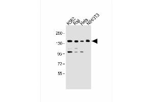 All lanes : Anti-UBE4B Antibody (N-term) at 1:1000 dilution Lane 1: K562 whole cell lysate Lane 2: Raji whole cell lysate Lane 3: Hela whole cell lysate Lane 4: NIH/3T3 whole cell lysate Lysates/proteins at 20 μg per lane. (UBE4B 抗体  (N-Term))