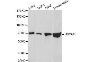 Western blot analysis of extracts of various cell lines, using HSPA1L antibody. (HSPA1L 抗体  (AA 342-641))