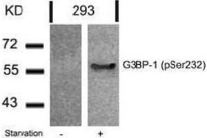 Image no. 2 for anti-GTPase Activating Protein (SH3 Domain) Binding Protein 1 (G3BP1) (pSer232) antibody (ABIN196763) (G3BP1 抗体  (pSer232))