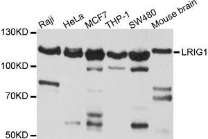 Western blot analysis of extract of various cells, using LRIG1 antibody. (Lrig1 抗体)