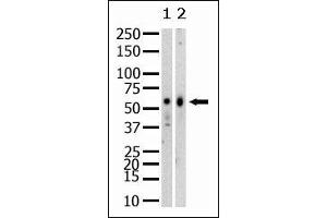 Western Blotting (WB) image for anti-SET Domain Containing (Lysine Methyltransferase) 8 (SETD8) (N-Term) antibody (ABIN356374)