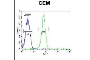 Flow cytometric analysis of CEM cells (right histogram) compared to a negative control cell (left histogram). (KIF24 抗体  (N-Term))