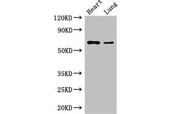 DCAF8 antibody  (AA 1-135)