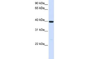 WB Suggested Anti-ADH1A Antibody Titration:  0. (ADH1A 抗体  (N-Term))