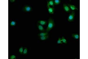 Immunofluorescence staining of HepG2 cells with ABIN7163096 at 1:100, counter-stained with DAPI. (PDCL3 抗体  (AA 1-239))