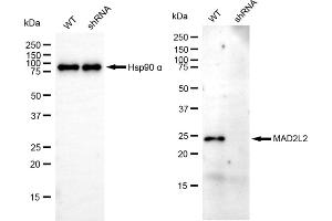 Western blotting analysis using MAD2L2 antibody (ABIN7799319). (Recombinant MAD2L2 抗体)