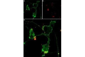 Live cell imaging of α-Bungarotoxin-ATTO Fluor-647N in differentiated  cells. (alpha-Bungarotoxin protein (Atto 647N))