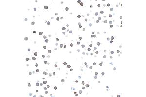 Immunocytochemistry (ICC) image for anti-CD27 Molecule (CD27) (AA 21-187) antibody (ABIN7455146) (Recombinant CD27 抗体  (AA 21-187))