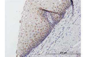 Immunoperoxidase of purified MaxPab antibody to FKBP4 on formalin-fixed paraffin-embedded human esophagus. (FKBP4 抗体  (AA 1-459))