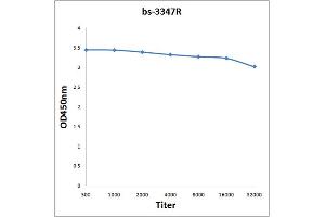 Antigen: 0. (PRK1 /PRK2 (pThr816) 抗体)