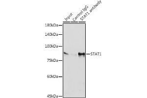Immunoprecipitation analysis of 600 μg extracts of HeLa cells using 3 μg ST antibody (ABIN7270303).