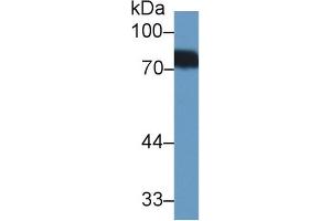 Western Blot; Sample: Human Urine; Primary Ab: 1µg/ml Rabbit Anti-Human BTD Antibody Second Ab: 0. (BTD 抗体  (AA 42-271))