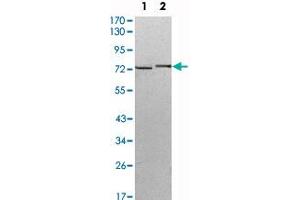 Western blot analysis using KLHL13 monoclonal antibody, clone 8D1  against HeLa (1) and MCF-7 (2) cell lysate. (KLHL13 抗体)
