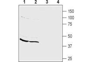 Western blot analysis of mouse (lanes 1 and 3) and rat (lanes 2 and 4) brain membranes: - 1,2. (PICK1 抗体  (alpha-helix Domain, Intracellular))
