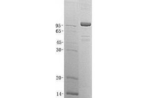 Western Blotting (WB) image for X-Prolyl Aminopeptidase (Aminopeptidase P) 1, Soluble (XPNPEP1) (Transcript Variant 2) protein (His tag) (ABIN2735668)