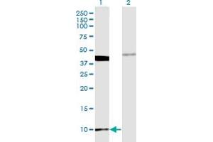 Western Blot analysis of MOBP expression in transfected 293T cell line by MOBP monoclonal antibody (M08), clone 4C2. (MOBP 抗体  (AA 1-81))