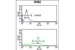 Flow Cytometry (FACS) image for anti-Replication Factor C (Activator 1) 2, 40kDa (RFC2) (AA 17-46), (N-Term) antibody (ABIN389297)