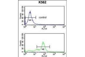 RFC2 Antibody (N-term) (ABIN389297 and ABIN2839417) flow cytometry analysis of K562 cells (bottom histogram) compared to a negative control cell (top histogram). (RFC2 抗体  (N-Term))