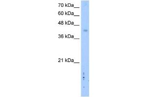 LRRC2 antibody used at 2. (LRRC2 抗体  (C-Term))