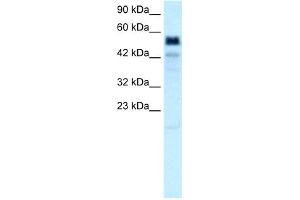 WB Suggested Anti-TBX21 Antibody Titration:  0. (T-Bet 抗体  (Middle Region))