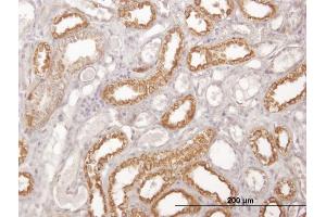 Immunoperoxidase of monoclonal antibody to COX6C on formalin-fixed paraffin-embedded human kidney. (COX6C 抗体  (AA 1-75))