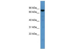WB Suggested Anti-DNAJC2 Antibody Titration: 0.
