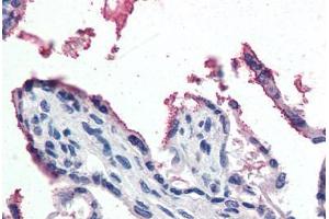 Human Placenta (formalin-fixed, paraffin-embedded) stained with GPX3 antibody ABIN364427 at 5 ug/ml followed by biotinylated anti-goat IgG secondary antibody ABIN481715, alkaline phosphatase-streptavidin and chromogen. (GPX3 抗体  (AA 102-114))