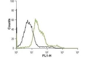 Cell surface detection of α1B-Adrenoceptor in GH3 living cells: (black line) Unstained cells. (ADRA1B 抗体  (Extracellular))
