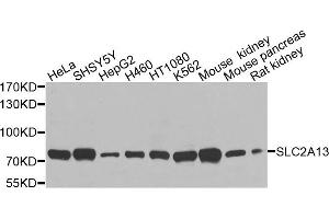 Western blot analysis of extracts of various cells, using SLC2A13 antibody. (SLC2A13 抗体)