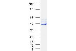 Western Blotting (WB) image for Ferrochelatase (FECH) (Transcript Variant 2) protein (Myc-DYKDDDDK Tag) (ABIN2721022)