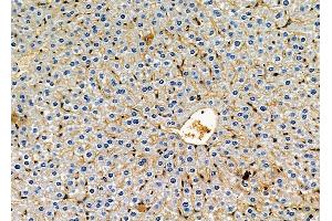 ABIN6264421 and ABIN6278673 at 1/100 staining mouse liver tissue by IHC-P. (PRKAB2 抗体  (N-Term))