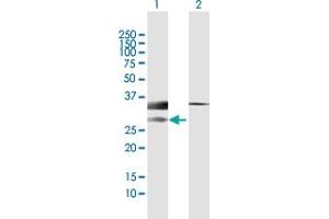 Western Blot analysis of MLF1 expression in transfected 293T cell line by MLF1 MaxPab polyclonal antibody. (MLF1 抗体  (AA 1-268))