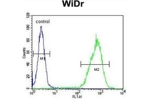 Flow cytometric analysis of WiDr cells using Gasdermin C Antibody (Center) Cat. (MLZE 抗体  (Middle Region))