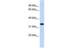 Image no. 1 for anti-Family with Sequence Similarity 76, Member A (FAM76A) (N-Term) antibody (ABIN6741222) (FAM76A 抗体  (N-Term))
