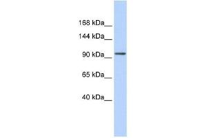 ZNF560 antibody used at 0. (ZNF560 抗体  (Middle Region))