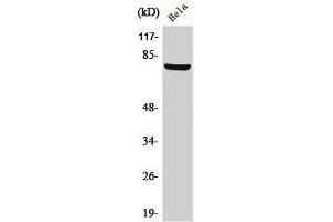 Western Blot analysis of HeLa cells using BARD1 Polyclonal Antibody (BARD1 抗体  (N-Term))